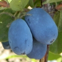 Tundra berries on bush x.jpg